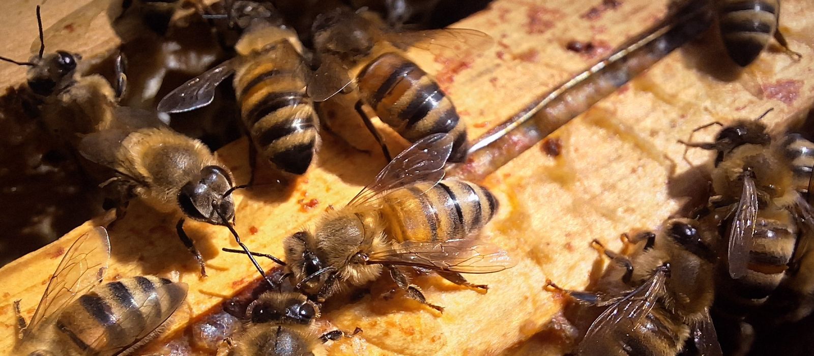 Abeilles sur une tête de cadre