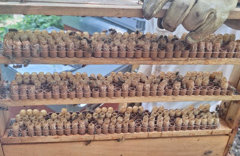 Combien coûte une reine d'abeille ? Cellule royale, reine fécondée ou inséminée
