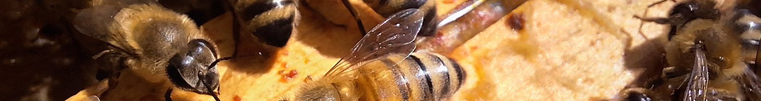 Le miel est-il bon pour la peau ? Bienfaits et usages