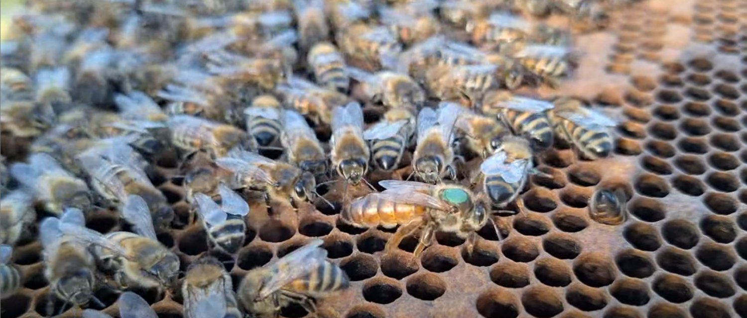 Couleur de la reine en 2026 et 2027 : le code de marquage, et comment marquer