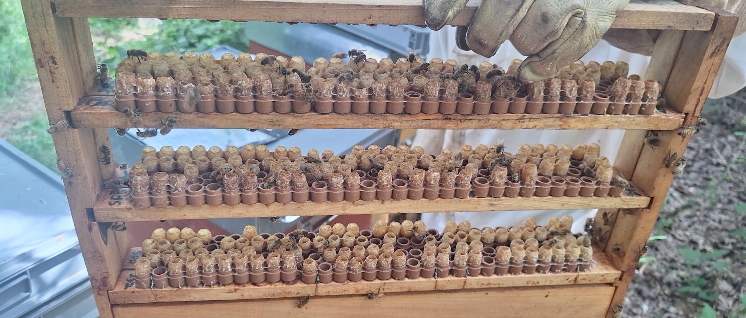 Combien coûte une reine d'abeille ? Cellule royale, reine fécondée ou inséminée