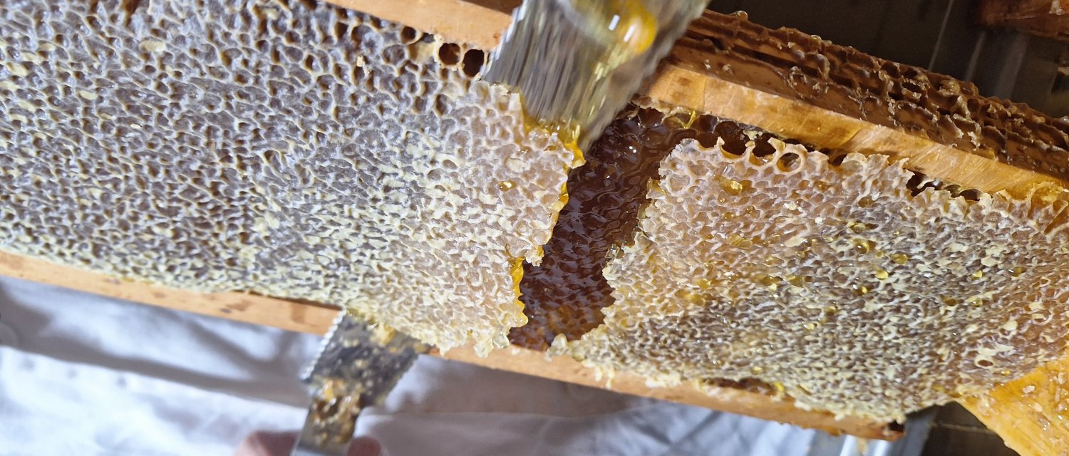 Miel biologique : ce que garantit vraiment le label AB