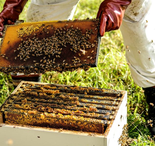 Cadre de ruche couvert d'abeilles