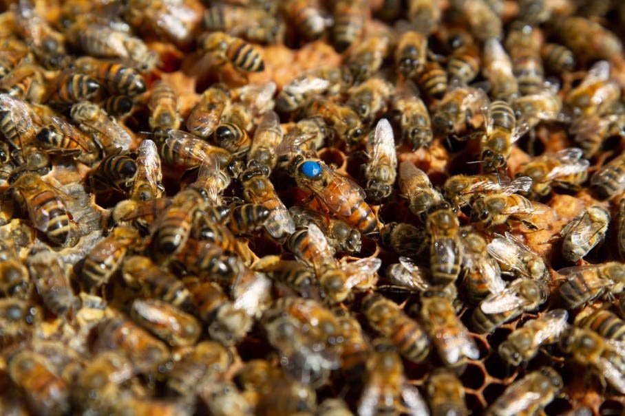 Comment une larve ordinaire devient reine : le secret de la gelée royale