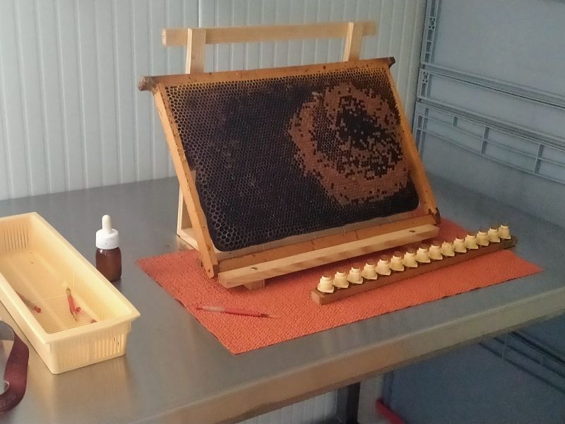 Greffage : cadre de couvain sur son chevalet et barrette de cupules, première étape de la production de gelée royale
