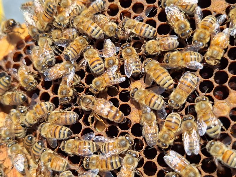 Cadre de couvain couvert d'abeilles