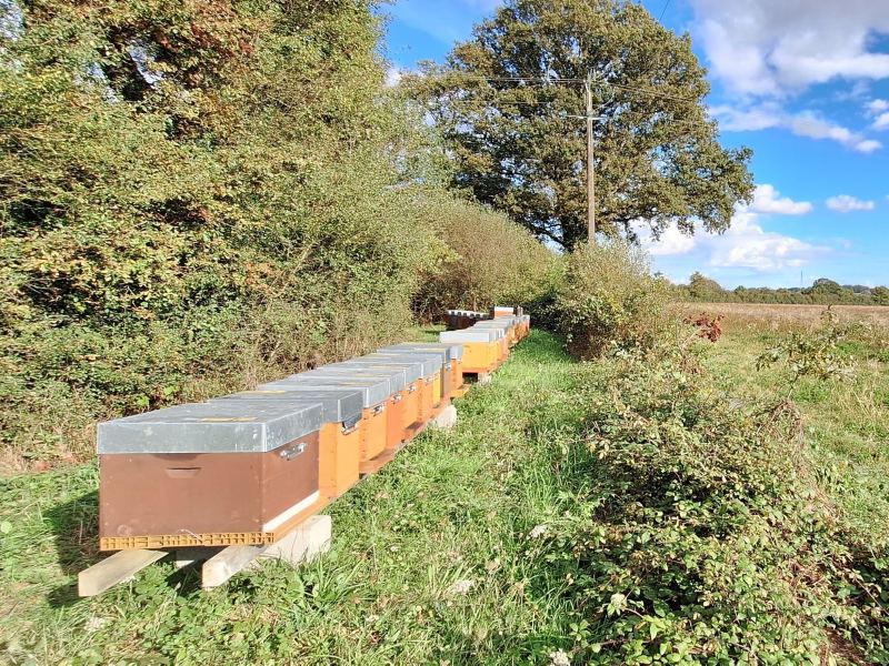 Rucher sédentaire installé le long d'une haie, à moins de 15 km de la ferme