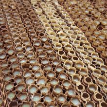 Barrettes de cupules remplies de gelée royale, au troisième jour, avant la récolte